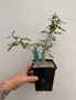 Bursera fagaroides 5" Pot A