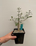 Bursera fagaroides 5" Pot C