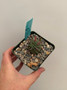 Euphorbia stellispina 3.5" Pot B