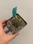 Euphorbia stellispina 3.5" Pot C
