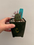 Euphorbia stellispina 3.5" Pot C