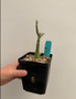 Adenia ballyi 5" Pot B