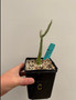 Adenia ballyi 5" Pot C