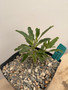 Pterodiscus aurantiacus 6" Pot B