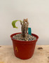 Cephalopentandra eccirhosa 6" Pot A