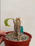 Cephalopentandra eccirhosa 6" Pot A
