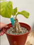 Cephalopentandra eccirhosa 6" Pot B