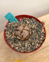 Dioscorea elephantipes 6" Pot A