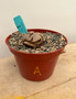 Dioscorea elephantipes 6" Pot A