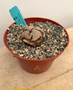 Dioscorea elephantipes 6" Pot A