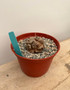 Dioscorea elephantipes 6" Pot B