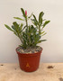 Adenium obesum hybrid 6" Pot A