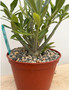 Adenium obesum hybrid 6" Pot A