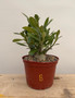 Adenium obesum hybrid 6" Pot B