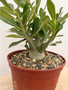 Adenium obesum hybrid 6" Pot B