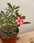 Adenium obesum hybrid 6" Pot C
