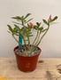 Adenium obesum hybrid 6" Pot C