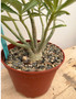 Adenium obesum hybrid 6" Pot C
