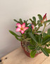 Adenium obesum hybrid 6" Pot D