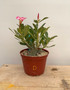 Adenium obesum hybrid 6" Pot D