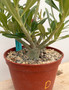 Adenium obesum hybrid 6" Pot D