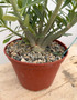 Adenium obesum hybrid 6" Pot E