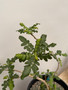Boswellia sacra 2 Gallon Pot B