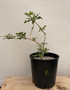 Boswellia sacra 2 Gallon Pot B