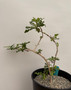 Boswellia sacra 2 Gallon Pot B