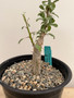 Sesamothamnus lugardii 1 Gallon Pot