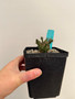 Euphorbia arida 5" Pot