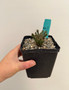 Euphorbia arida 5" Pot