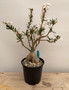 Pachypodium succulentum 1 Gallon Pot