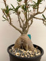 Pachypodium succulentum 1 Gallon Pot