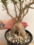 Pachypodium succulentum 1 Gallon Pot