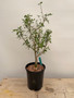 Bursera fagaroides 1 Gallon Pot A