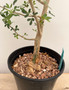 Bursera fagaroides 1 Gallon Pot B