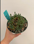 Euphorbia 'Japonica' 5" Pot A