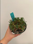 Euphorbia 'Japonica' 5" Pot B