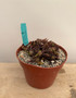 Euphorbia decaryi v. decaryi 6" Pot