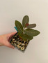 Phyllanthus mirablis 3.5" Pot A