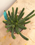 Euphorbia inermis ssp. huttonae 6" Pot A