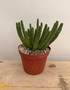 Euphorbia inermis ssp. huttonae 6" Pot B