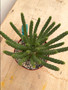 Euphorbia inermis ssp. huttonae 6" Pot B