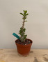 Pachypodium saundersii 6" Pot