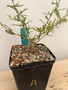 Operculicarya hyphaenoides 5" Pot A - Root cutting