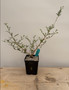 Operculicarya hyphaenoides 5" Pot B - Root cutting