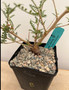 Operculicarya hyphaenoides 5" Pot B - Root cutting