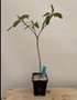 Adansonia za 5" Pot B