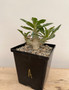 Pachypodium saundersii compacta 6" Pot A